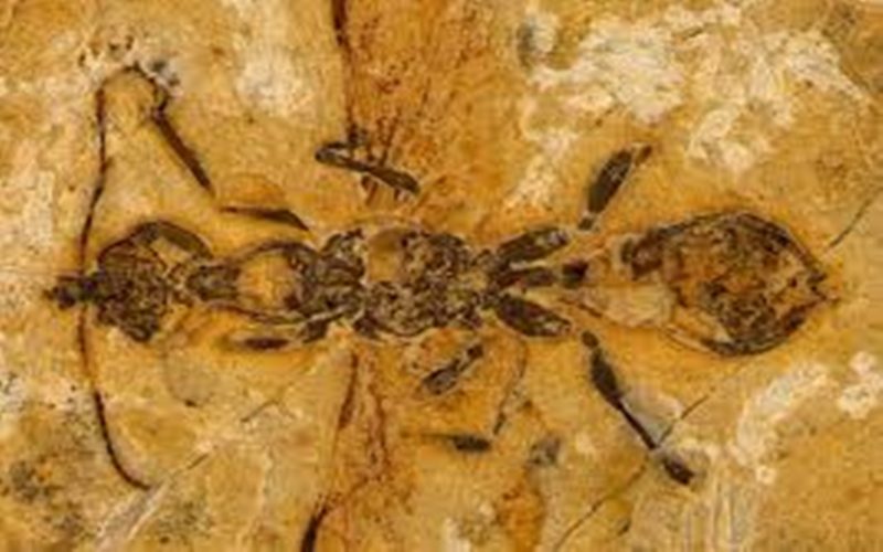 VV1