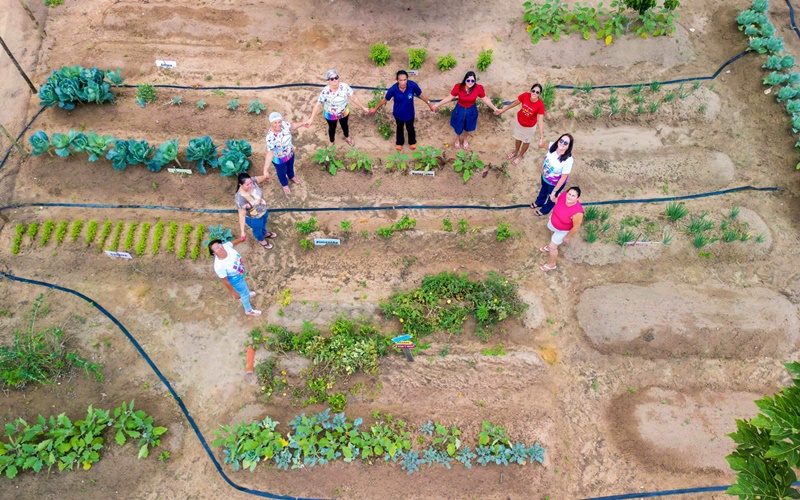 hortas-urbanas-unem-a-alimentacao-saudavel-ao-combate-a-fome-em-alagoas