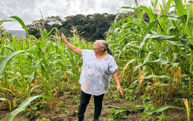 safra-boa-agricultora-comemora-colheita-de-milho-verde-com-sementes-doadas-pelo-planta-alagoas